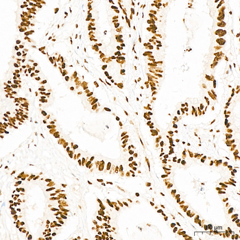 p53 (Phospho-S37) antibody