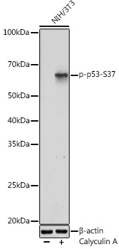 p53 (Phospho-S37) antibody