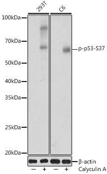 p53 (Phospho-S37) antibody