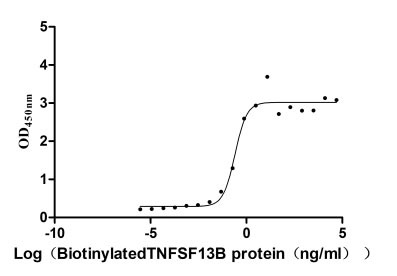 Recombinant Human Tumor necrosis factor ligand superfamily member 13B (TNFSF13B), partial, Biotinylated (Active)