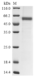 Rat Angpt2 Protein