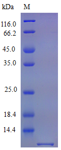 Mouse CXCL3 protein (Active)
