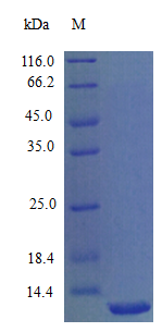Mouse CXL11 protein (Active)
