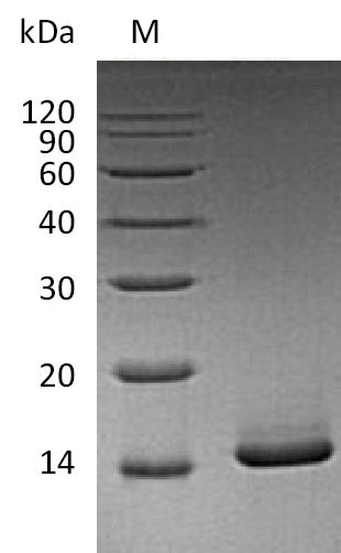Mouse Csf2 protein