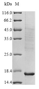 Human GPR15L protein