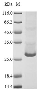 Mouse C1qtnf3 protein