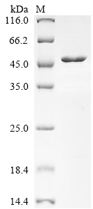 Human KITLG protein