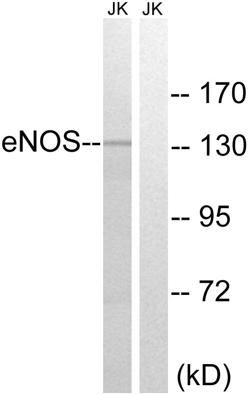 NOS3 Antibody