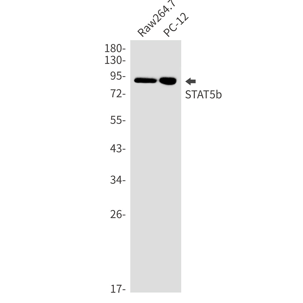 STAT5B Antibody