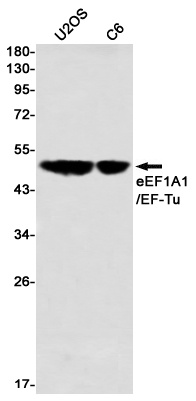 EEF1A1 Antibody