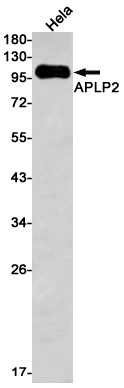 APLP2 Antibody
