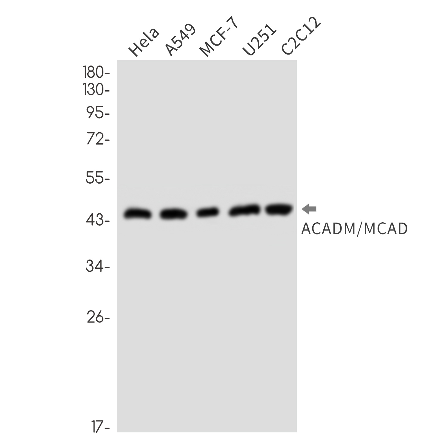 ACADM Antibody