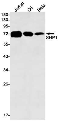 PTPN6 Antibody