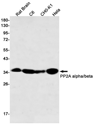 PPP2CA Antibody