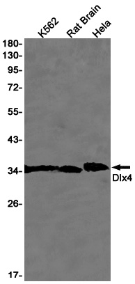 DLX4 Antibody