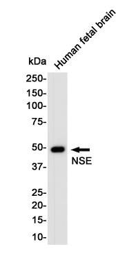 ENO2 Antibody