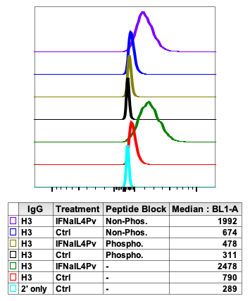 Phospho-NFkB p65 (Ser529) (H3) rabbit mAb Antibody