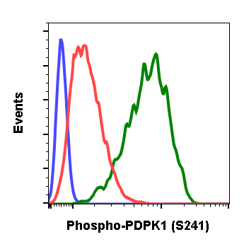 Phospho-PDK1 (Ser241) (F7) rabbit mAb Antibody