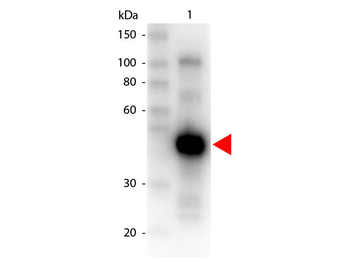 Monkey IgG gamma antibody (HRP)