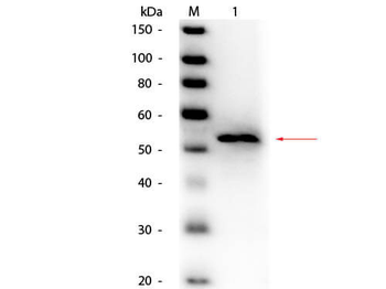 Glycerol Kinase antibody (Peroxidase)