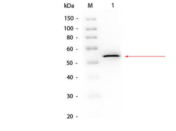 Glycerol Kinase antibody (Biotin)