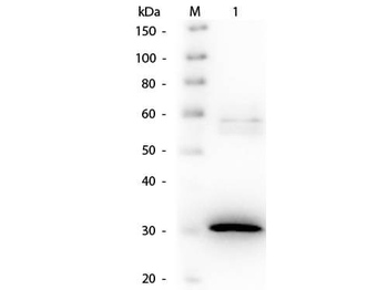 N-Acylmannosamine-1-Dehydrogenase antibody (Biotin)