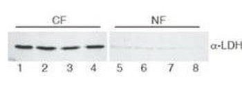 Lactate Dehydrogenase antibody (Peroxidase)