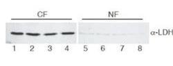 Lactate Dehydrogenase antibody (Biotin)