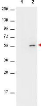 Akt (phospho-S473) antibody