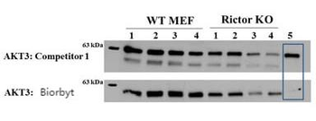 AKT3 FITC antibody (FITC)