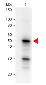 Pdcd4 (phospho-S457) antibody (Biotin)