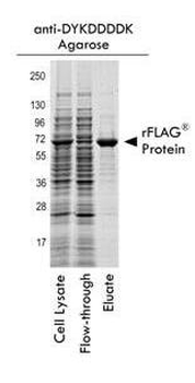 DYKDDDDK (FLAG tag) antibody (Agarose)