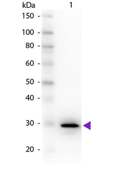 Carbonic Anhydrase II antibody