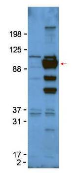 Glypican-1 antibody