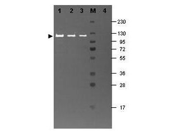 Beta galactosidase antibody (FITC)