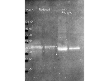 Ovalbumin antibody (FITC)