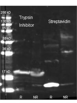Trypsin Inhibitor antibody (Biotin)