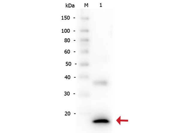 IL-1 Beta antibody
