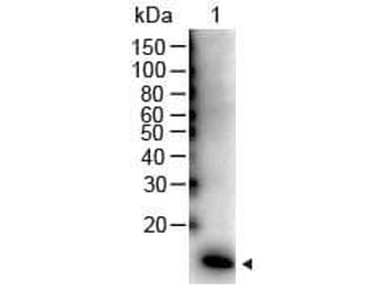 IL-2 antibody (Peroxidase)