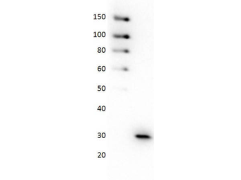 GFP antibody (Peroxidase)