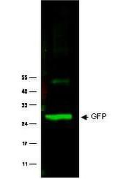 GFP antibody