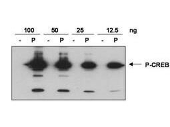 CREB (phospho-S133) antibody