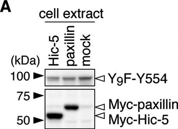MYC Epitope Tag antibody