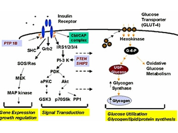 Glycogen Synthase 1 (phospho-S641) antibody