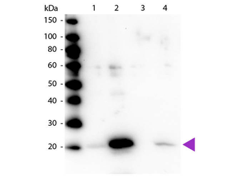 Myosin phospho S19 antibody