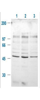 GSK3 Beta (phospho-S9) antibody