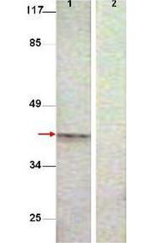 Aurora B (phospho-pT232) antibody