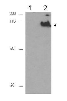 CDC27 (phospho-T244) antibody