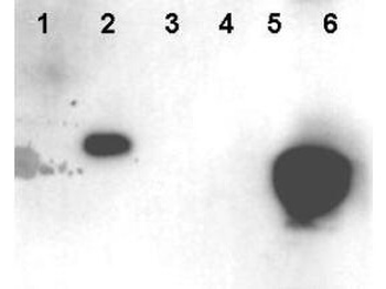 HMGN (phospho-S20/S24) antibody