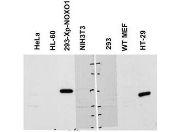 NOXO1 antibody